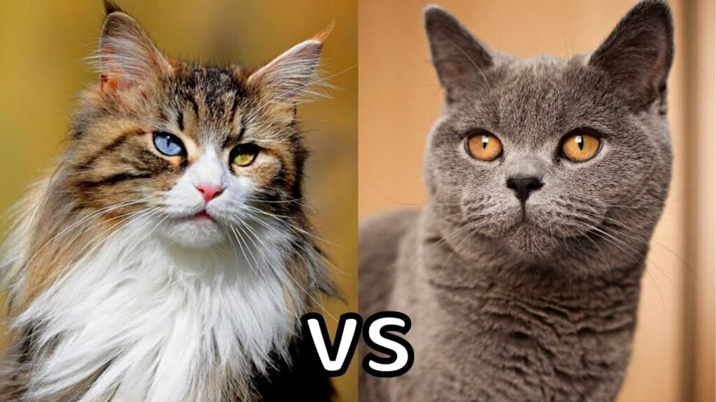 Difference between British Shorthair and British Longhair