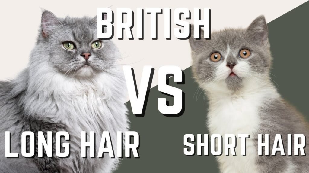 British Shorthair vs British Longhair