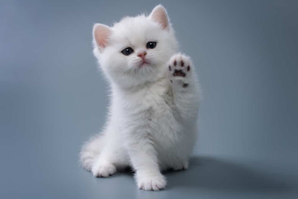 How much do British Shorthair kittens cost