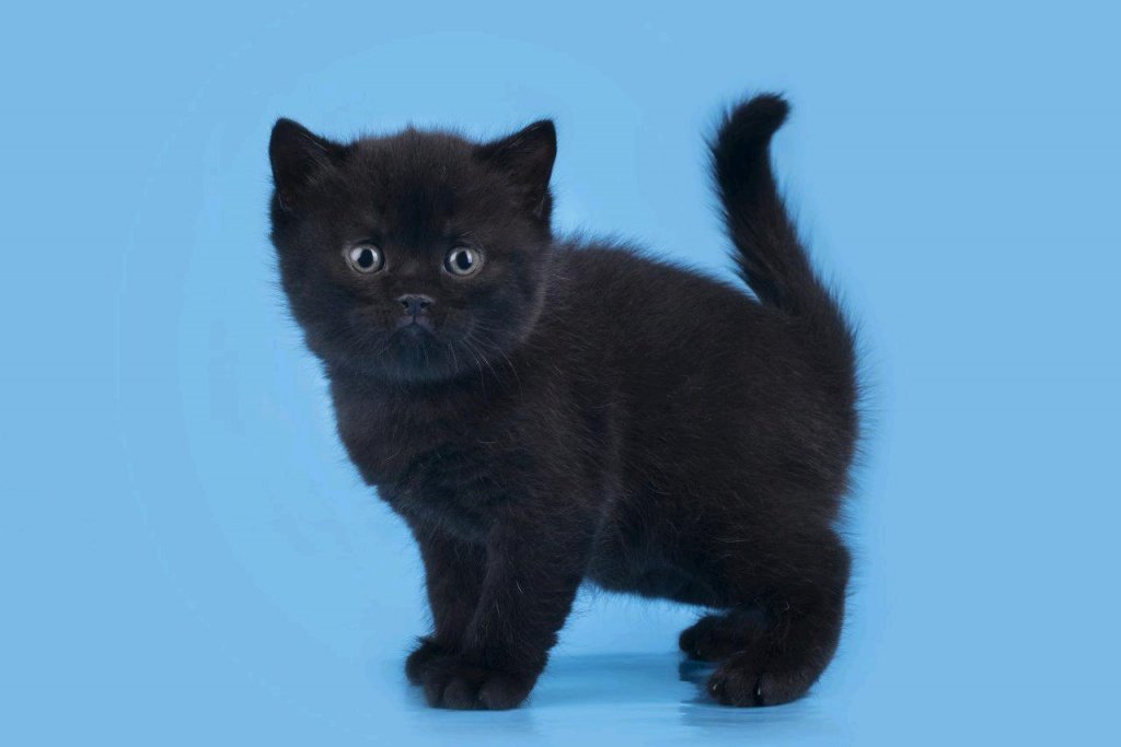 Black British Shorthair kittens for sale