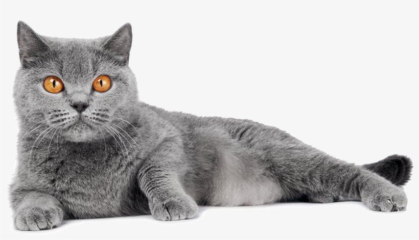 British Shorthair Kittens for Sale