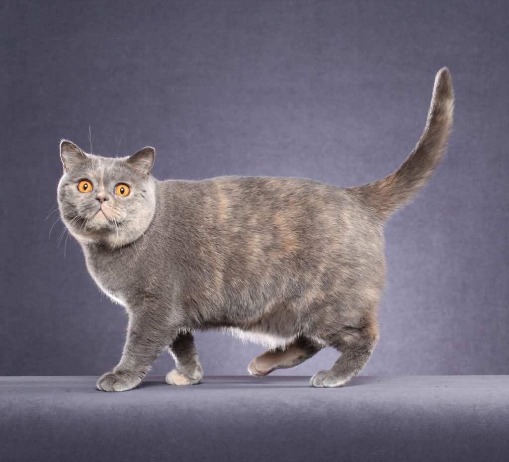 About British Shorthairs