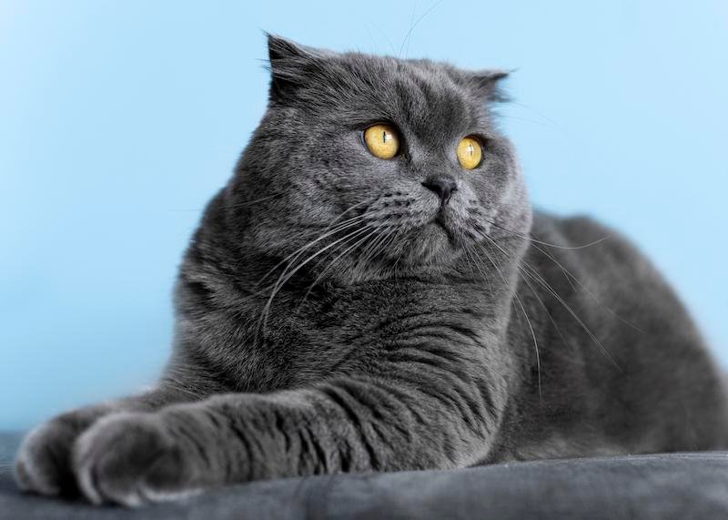 British Shorthair Kittens for Sale