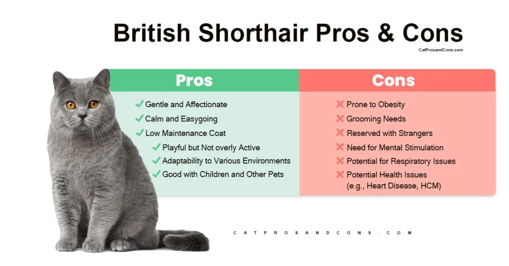 Pros and Cons of Owning a British Shorthair