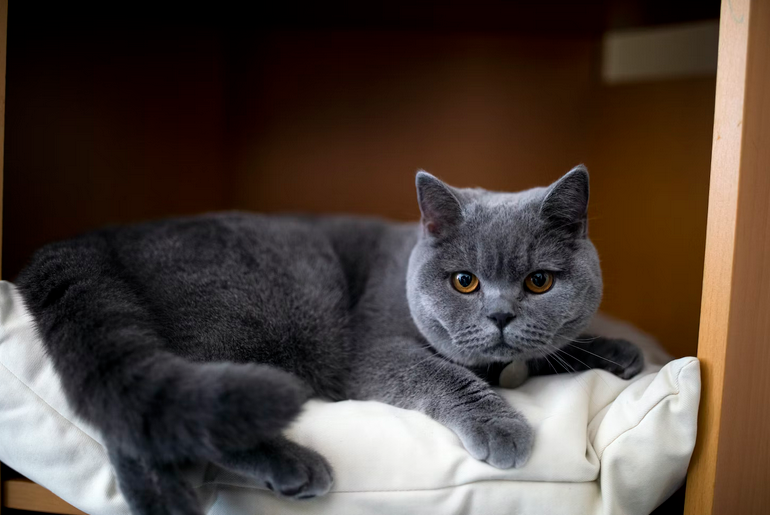 British Shorthairs cats