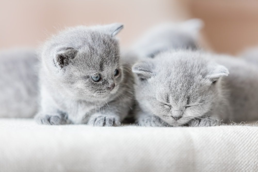 British Blue Shorthair Cat