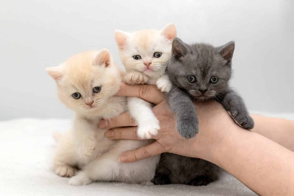 British Blue Shorthair Cat Breeders