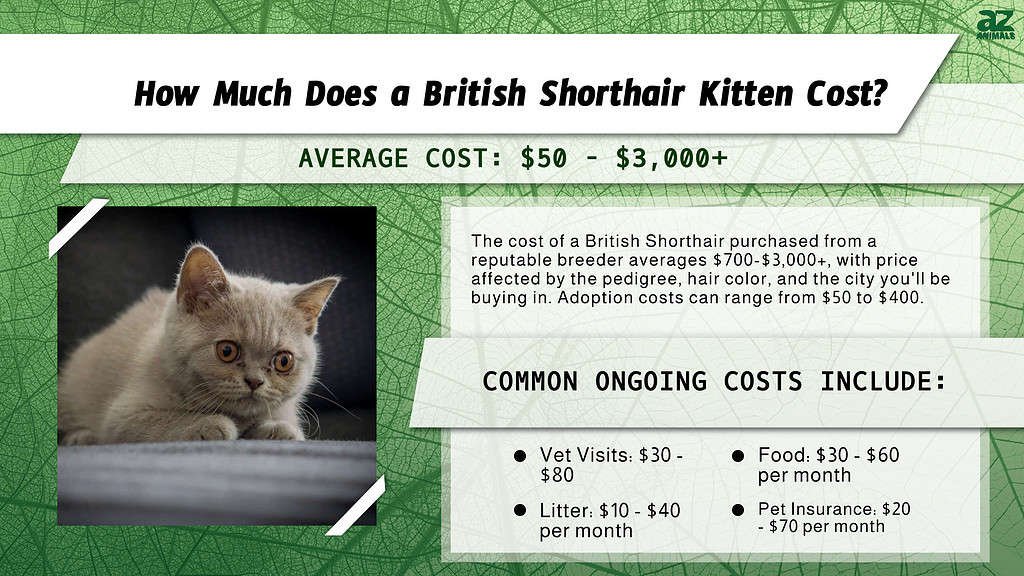 British Shorthair Breakdown