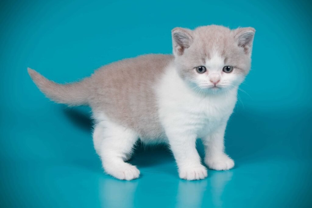 British Shorthair Cost
