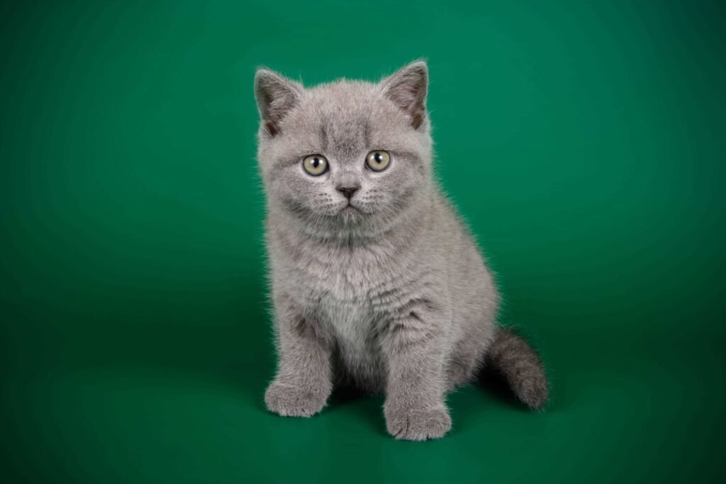 British Shorthair kitten for sale Near Me