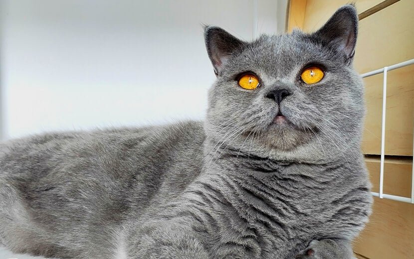 Registered British Shorthair cattery