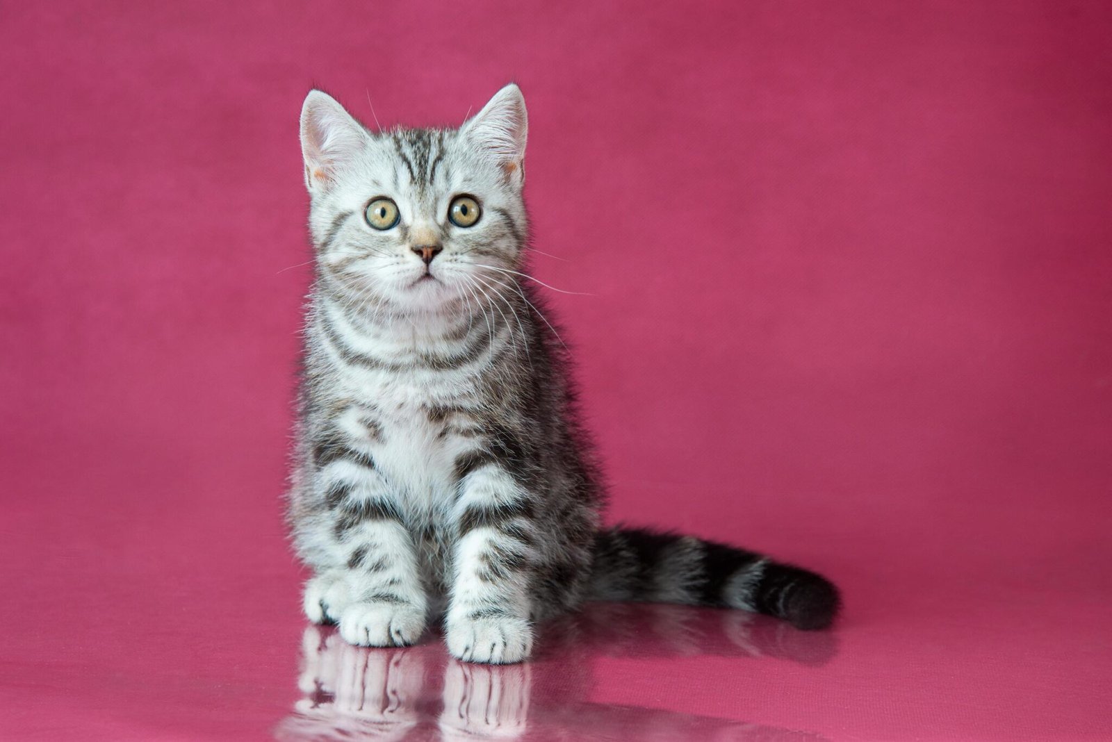 British Shorthair kittens for Sale