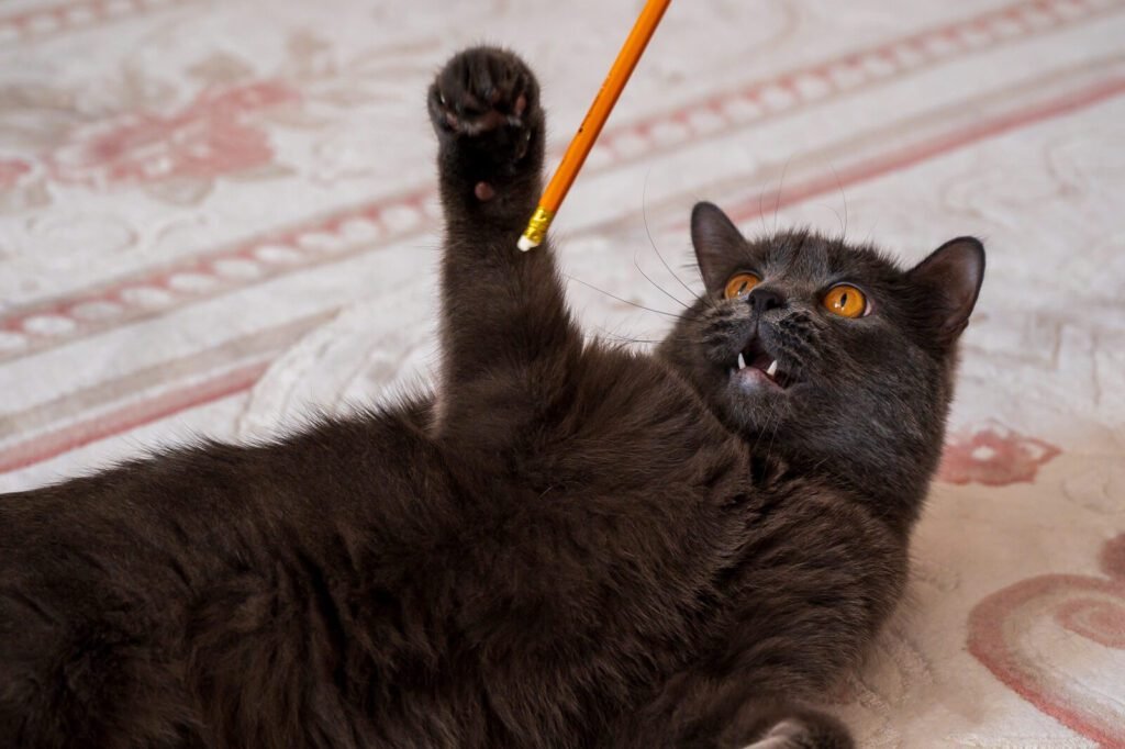 British Shorthair Kitten Training Tips