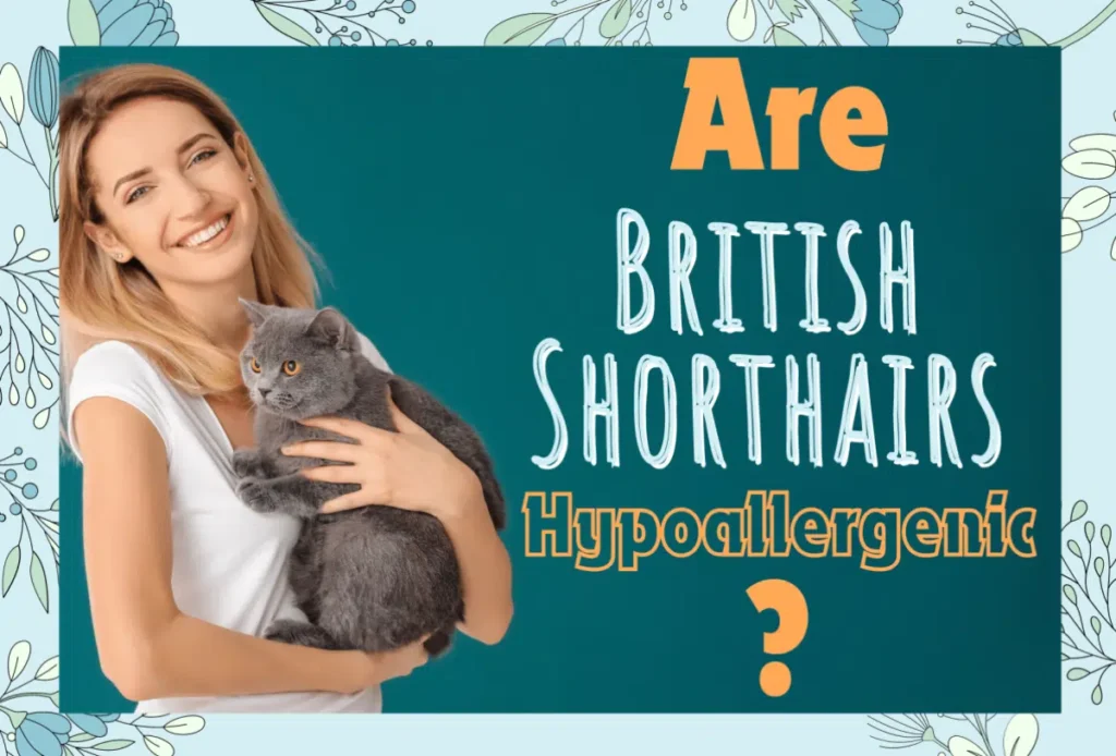 Are British Shorthair cats hypoallergenic