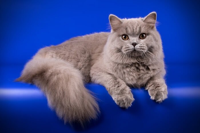 Longhair Kittens for sale