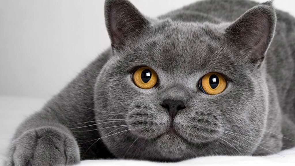 British Shorthair cat for sale UK