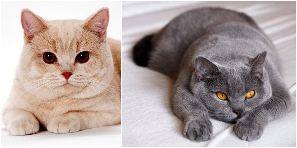 British Shorthair Kitten Behavior & Training Tips
