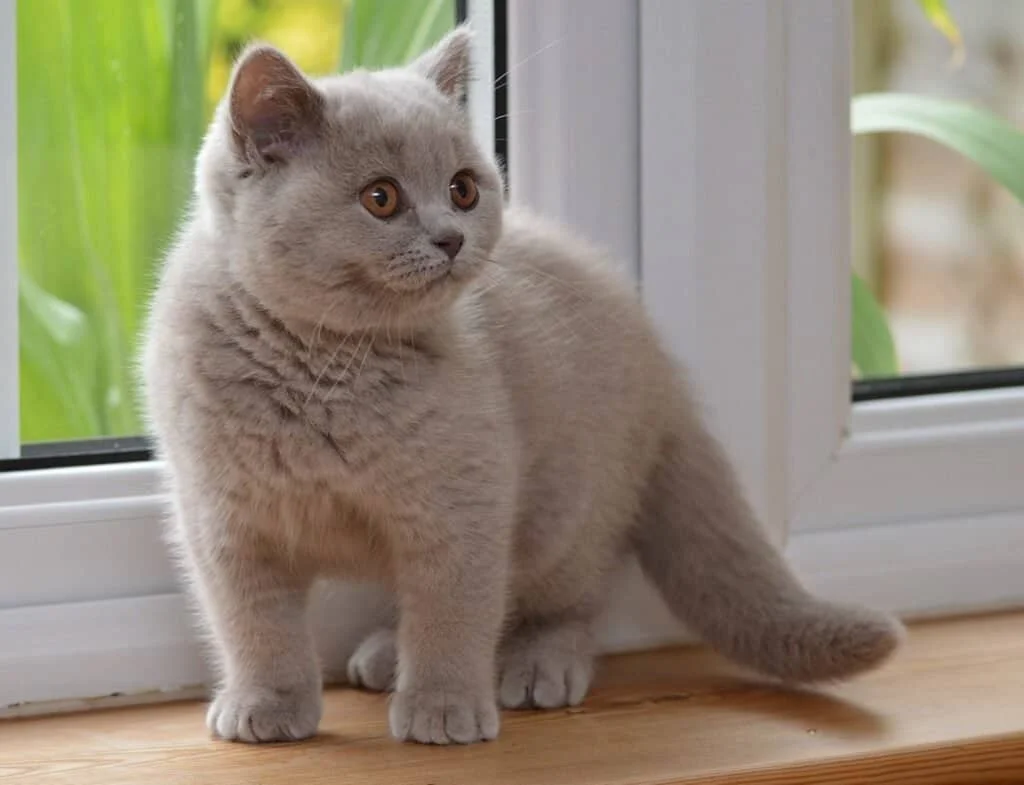 British Shorthair cat for sale UK
