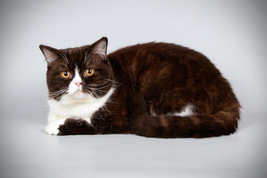 Brown British Shorthair cat