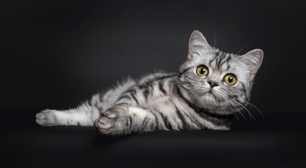 tabby british shorthair