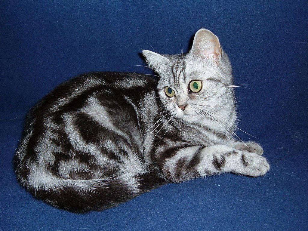 British Shorthair Tabby