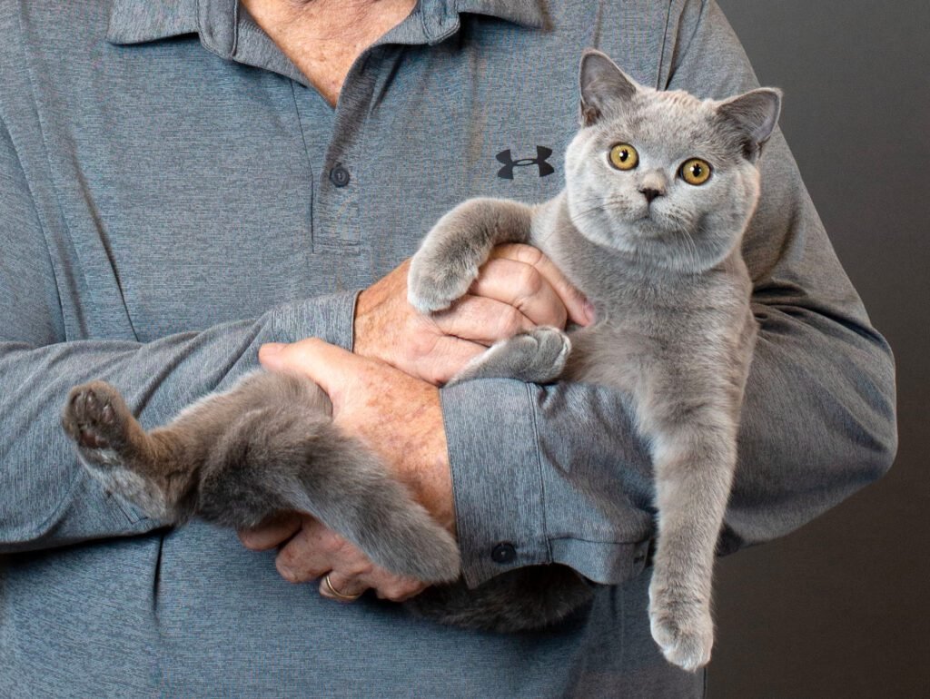 When to Spay or Neuter Your British Shorthair