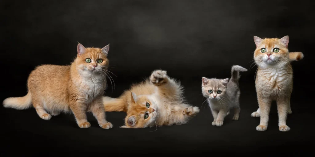 Cream British Shorthairs