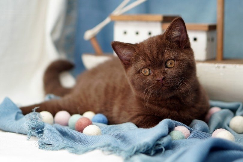 Shorthair kitten