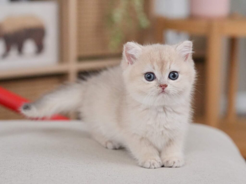 British Shorthair cat for sale