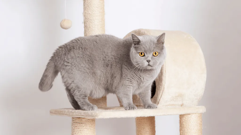 English Shorthair Cat