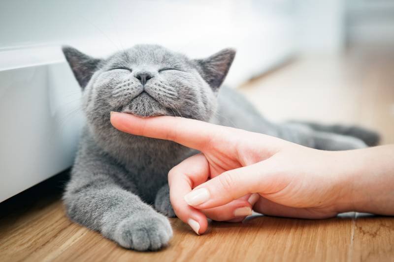 British Shorthair hypoallergenic