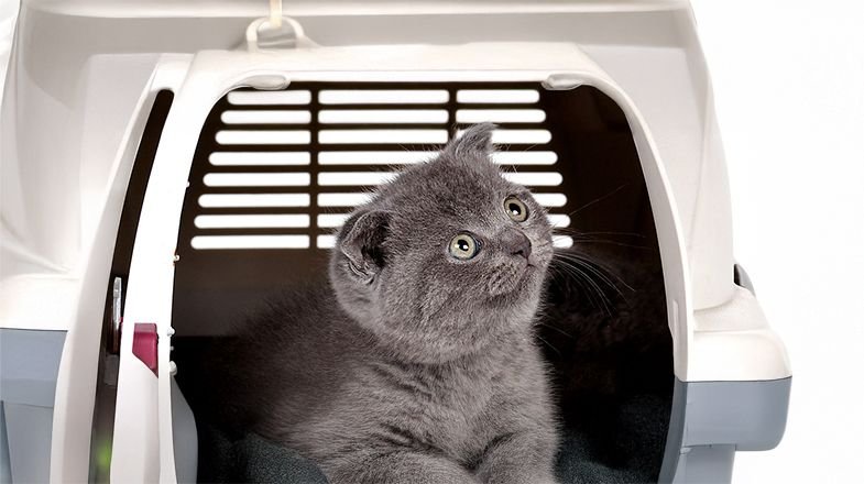 Litter Box Training
