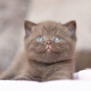 British shorthair for sale