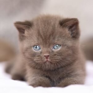 British shorthair for sale