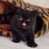 British Shorthair Kittens