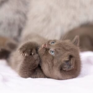 British shorthair for sale