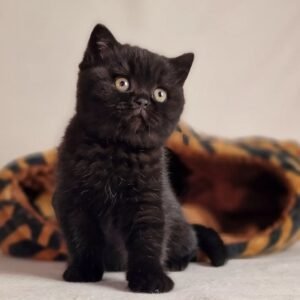 British Shorthair Kittens