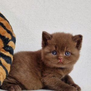 Nola (Charming Cinnamon)