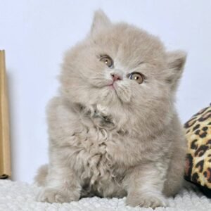 British Shorthair Kittens