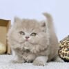 British Shorthair Kittens