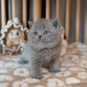 British Shorthair