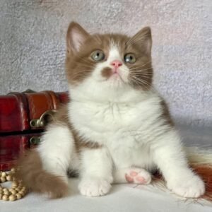British shorthair for sale