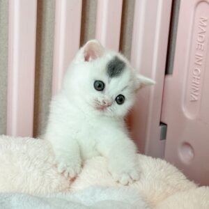 British shorthair for sale