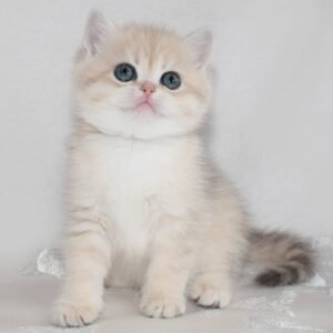 bsh kitten for sale