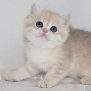bsh kitten for sale