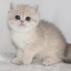 Bsh kitten for sale