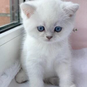 British Shorthair Kitten for sale