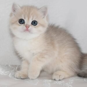 Bsh kitten for sale
