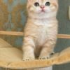 British Shorthair Kittens
