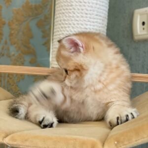 British Shorthair Kittens